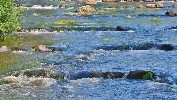 Sisu - elämäneliksiiri, Voimapuu