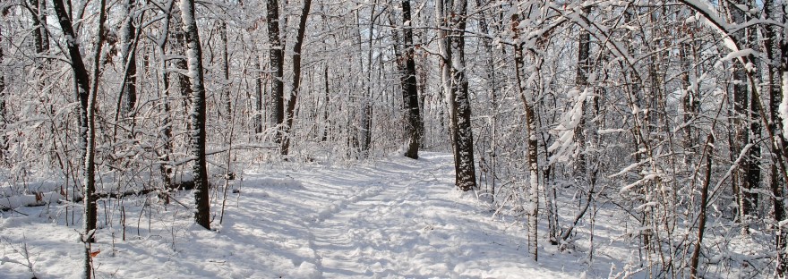 Metsämieli-voimaa luonnosta