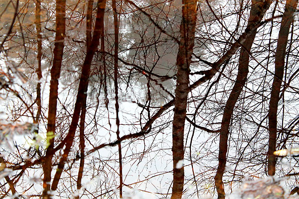 Metsämieli - voimaa luonnosta. Voimapuu