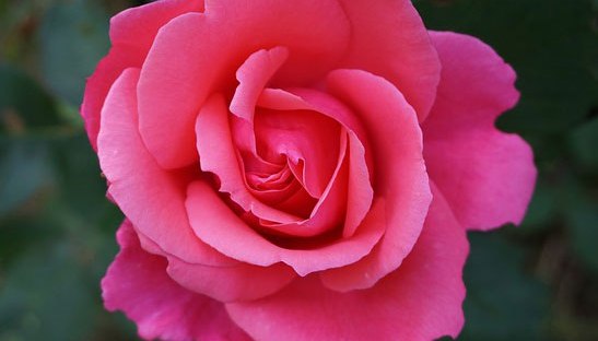 Äitienpäivä, Voimapuu