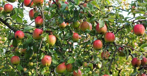 Omena -aromikas vitamiinipommi, Voimapuu