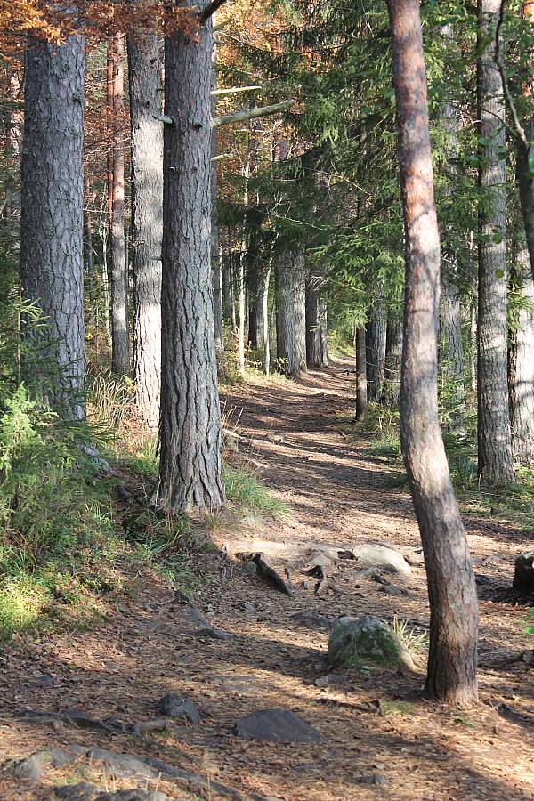 syksy metsäpolku