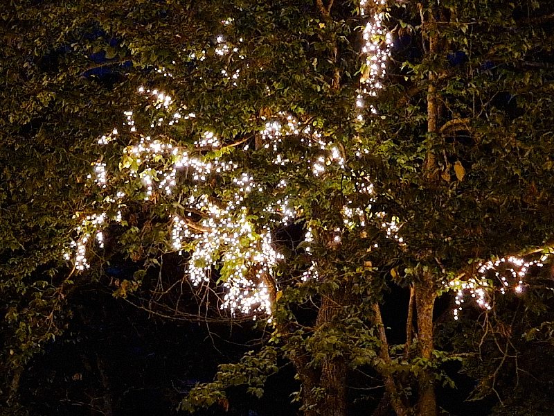 Savonlinnan luontoelokuvafestivaali, Puut iltavalaistuksessa, Voimapuu