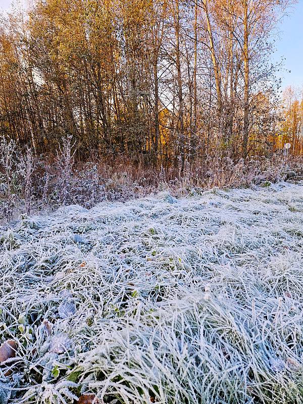 Luontokuva: Kuuraa niiityllä