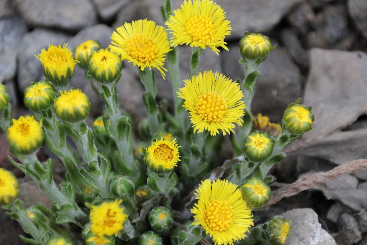 Leskenlehdet_toukokuu