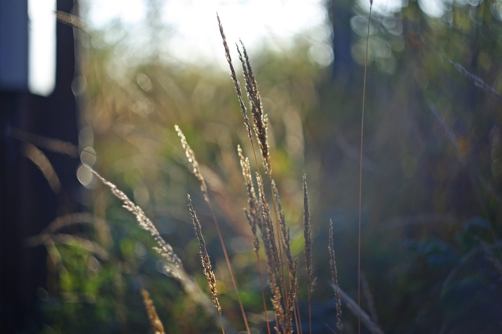 Heinät, Voimapuu, Elokuu – pehmeä paluu arkeen ja kesän opit talteen
