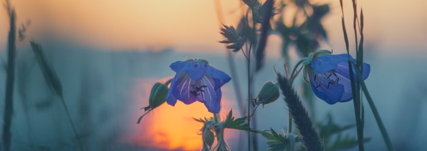 kissankellot, Voimapuu, Elokuu – pehmeä paluu arkeen ja kesän opit talteen