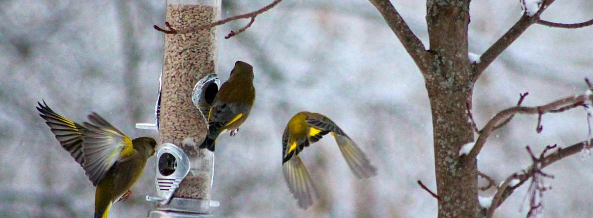 Linnut lintulaudalla