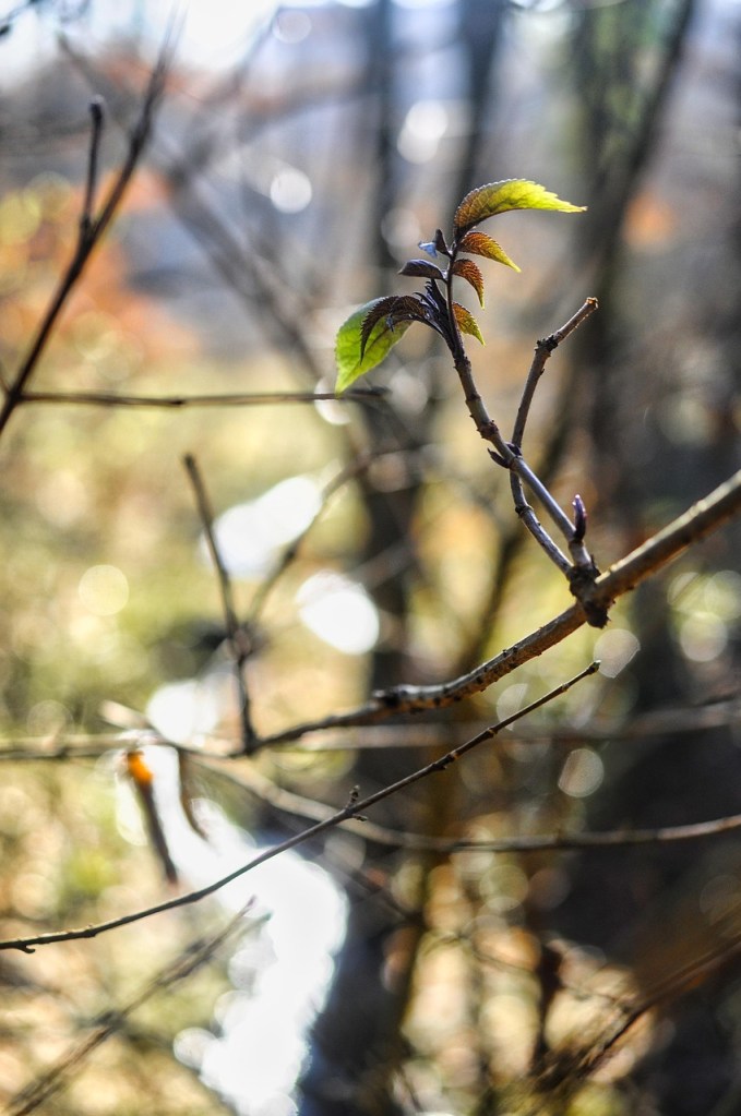 puunlehti puhkemassa